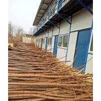 火炬樹_火炬樹價格_火炬樹圖片