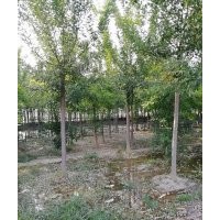 本公司長期供應(yīng)國槐，白蠟，柳樹，毛白楊，等。