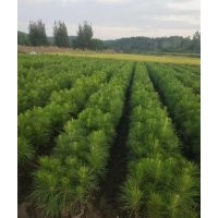 江西100-130公分濕地松苗供應，希望苗圃基地直發