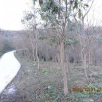 江蘇南京9公分10公分13公分重陽木報(bào)價(jià)