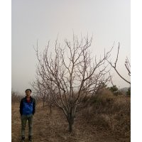 八棱海棠樹2019報價 八棱海棠春季修建管理