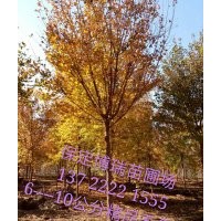 五角楓報價，香花槐價格，杜仲基地，河北垂柳