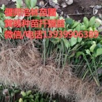 河南偃師浩林苗圃向全國供應優質黃楊種苗