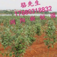 瀏陽花木銷售、大量供應各類茶花品種