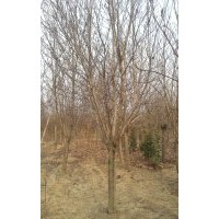 大量出售玉蘭3-15公分，手機15966192988