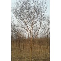 出售紫薇10-15公分，手機15966192988