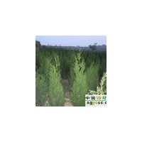 1.2米側柏苗 1.5米側柏苗海量