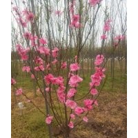 基地3公分紅梅的裝車價格