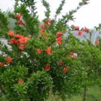 華東地區花石榴基地，供應精品花石榴樹