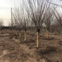 批發的美人梅基地，江蘇現貨