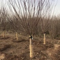 基地大量美人梅樹，造型好，價格低