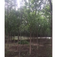 大量低價供應一二級國槐樹量大優惠