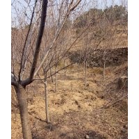 常年出售各種規格品種櫻花