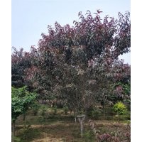紅葉碧桃
