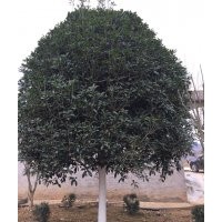 桂花樹