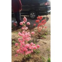 大量出售：映山紅！
