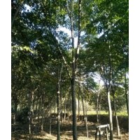 欒樹苗圃南京欒樹各種規格價格是多少