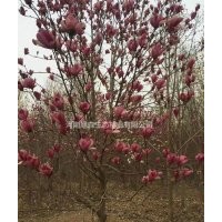 紅玉蘭,白玉蘭,,廣玉蘭,辛夷，嬌紅一號