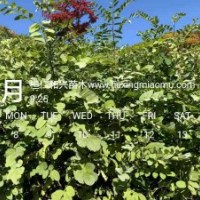 遼寧刺槐樹苗東北刺槐苗圖片遼寧刺槐苗刺槐小苗價(jià)格五角楓圖片