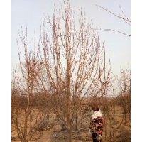 精品八棱海棠樹基地 八棱海棠之鄉