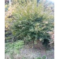 雞爪槭，垂絲海棠，櫻花，紅梅，茶花