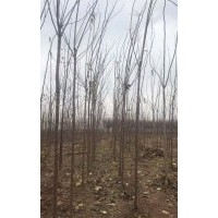 5公分楸樹 處理20000棵