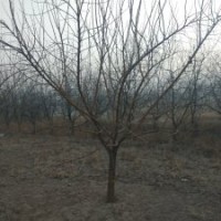 桑樹