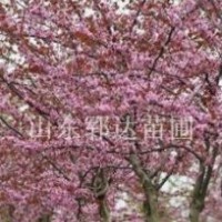 出售觀花喬木巨紫荊5、6、7公分