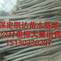 垂柳價格 旱柳價格 速生柳圖片榆樹