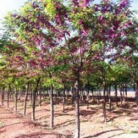 供應香花槐