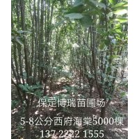 10公分西府海棠價格，15公分國槐報價，紅楓基地
