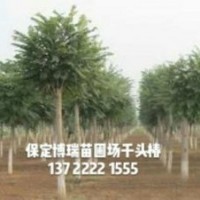 千頭椿價格，紅葉椿報價，金葉榆基地，河北龍爪槐
