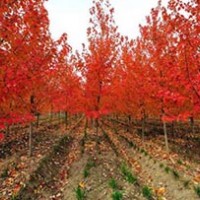 供應紅楓，美國紅楓，紅楓秋火焰，各種規格紅楓