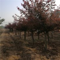 基地12公分美人梅樹的報價，物美價廉
