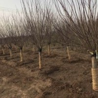 3公分美人梅批發價格是10元，大量貨源
