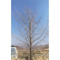 丹東銀杏 梓樹 國槐