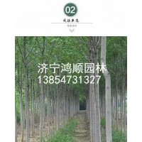長期供應白蠟小苗 白蠟樹苗 行道樹 速生白臘樹苗