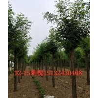 12公分刺槐價格多少