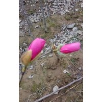 供應(yīng)正宗嬌紅1號(hào)紅花玉蘭1.5米樹(shù)苗觀賞性極高