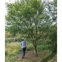 供應雞爪槭7公分到24公分紅楓8到18公分