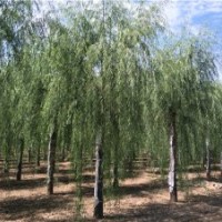 青皮垂柳_青皮垂柳價格_青皮垂柳價格