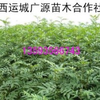 花椒苗、1年生花椒苗大量出售