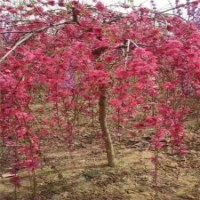 供應(yīng)垂枝碧桃 5-6公分垂枝碧桃價(jià)格 7-8公分垂枝碧桃基地