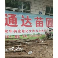 主營：柳樹2-40公分（速生柳 旱柳 垂柳 金絲柳 黃皮柳 ）