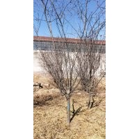 北美海棠，西府海棠，平枝栒子，紅瑞木，大葉黃楊，連翹，丁香