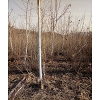 供應大量適合北方地區綠化苗木。白樺，樟子松，百花花楸，紫葉稠