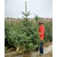 甘肅云杉|內蒙西藏專供云杉樹苗