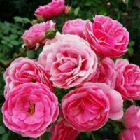 供應歐月艾拉絨球四季開花月季花苗