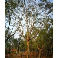2018漳州藍花楹價格☆精品全冠小葉榕樁頭☆福建紅皮榕價格