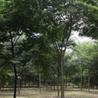 櫸樹